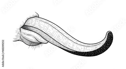 Engraving Illustration of Mouth with Long Tongue