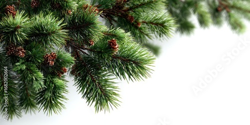 Close-up view of lush pine branches with cones, creating a natural ambiance for winter decor or holiday celebrations