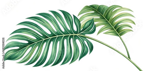 Watercolor Tropical Leaves Botanical Illustration of Monstera Deliciosa, Green Foliage, White Background Tropical plants, botanical art