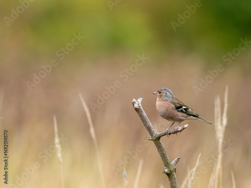 A male Chaffinch - Fringilla coelebs, perched on a twig among long grass and weeds, against a smooth green and yellow background with copy space.