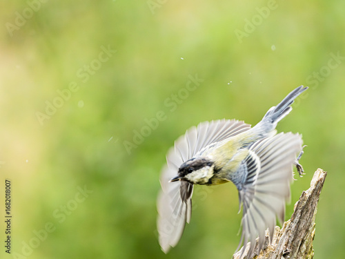 A flying Great Tit - Parus Major, which has just taken off from a textured tree branch, against a green out of focus background with space for copy.