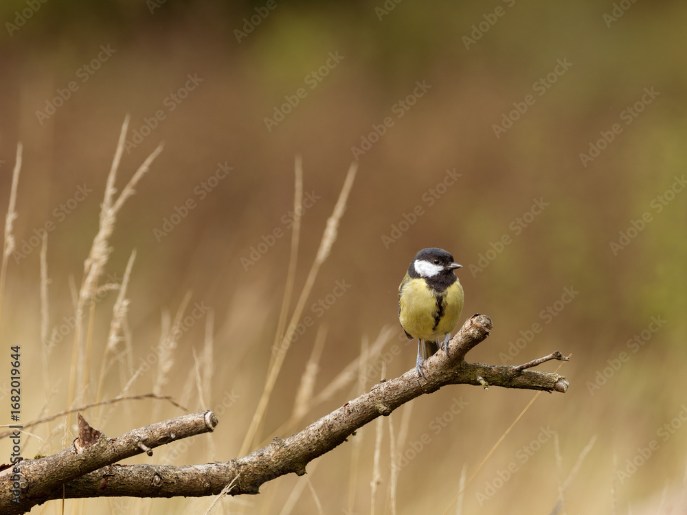 Naklejka premium A Great Tit - Parus Major, perched on a branch turned to face right, in the morning golden hour light, against a yellow brown background with long grass and copy space.