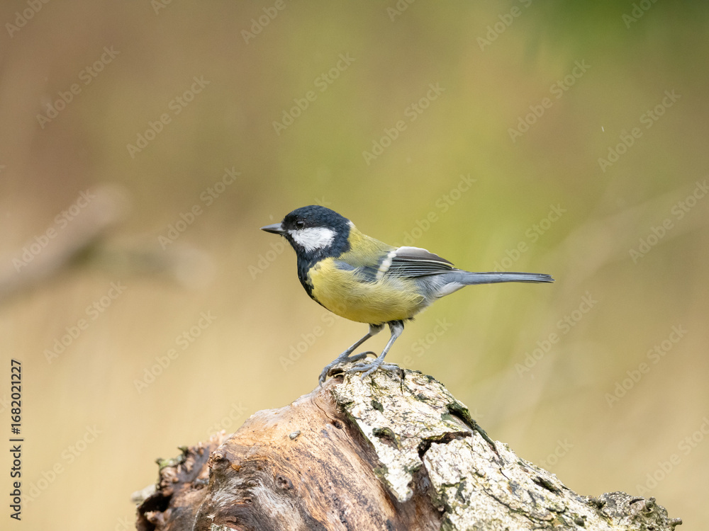 Fototapeta premium A Great Tit, Parus Major, perched on a textured log facing left, with a yellow and green out of focus bokeh background, with copy space.