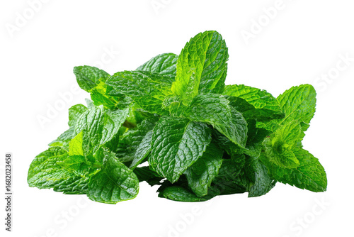 Close-up of fresh mint leaves. Lush green foliage, vibrant and detailed