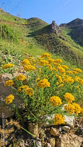 Golden wildflowers bloom among rocky hills under a clear blue sky, with lush green slopes and a rugged mountain peak creating a vibrant, serene natural landscape.  
📍Hazarani, Hawraman Takht 