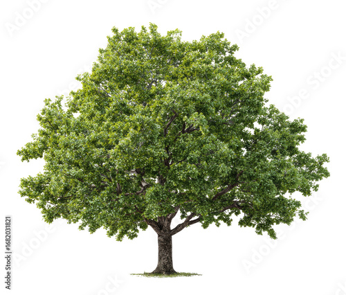 Lush green tree, full canopy