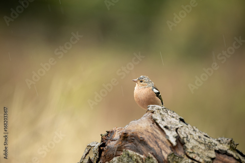 A male Chaffinch - Fringilla coelebs, perched on a textured log, looking to the left, against an out of focus green and yellow background with copy space.
