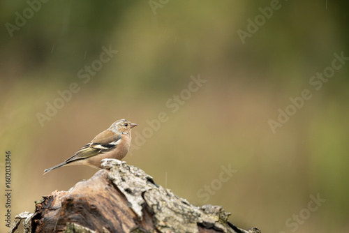A male Chaffinch - Fringilla coelebs, perched on a textured log, looking to the right, against an out of focus green and yellow background with copy space.