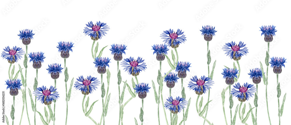 Obraz premium Blooming knapweed flowers in vivid blue and purple shades. Seamless watercolor border isolated on white background, perfect for botanical patterns, invitations, packaging, and rustic summer designs