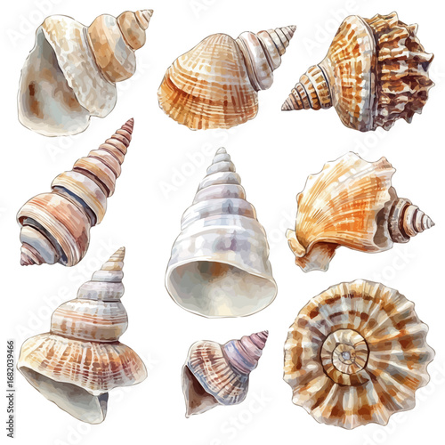 Seashell Collection, watercolor painting vector, isolated on a white background.