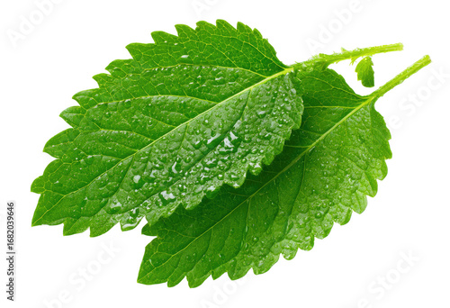 Close-up of two overlapping, vibrant green leaves, glistening with water droplets