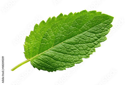 Close-up of a vibrant green mint leaf