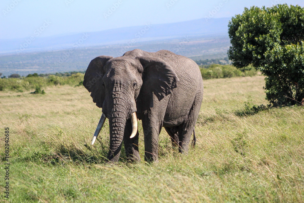 Fototapeta premium Queen of the Masai Mara 