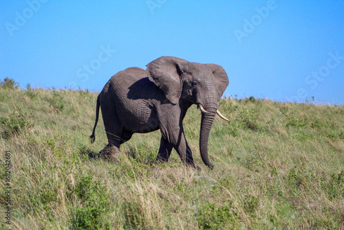Photography elephant