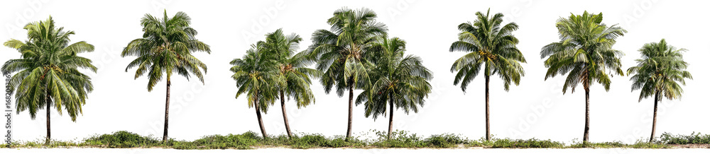Obraz premium Row of tropical palm trees (1)