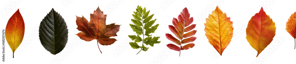 Fototapeta premium Colorful autumn leaves in a horizontal row (1)