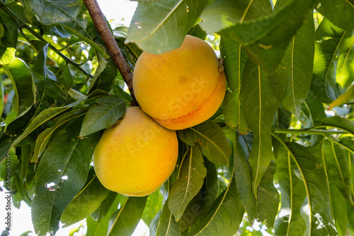Red ripe peaches on a peach tree.