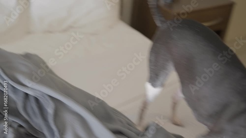 This video shows a playful old italian greyhound dog rooting and rolling around in a bed.