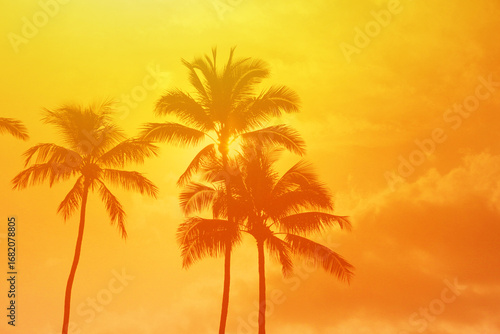 Fototapeta Naklejka Na Ścianę i Meble -  Golden Sunset Silhouetting Tropical Palm Trees in a Serene Nature Setting
