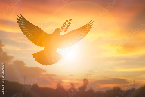 Silhouette flying dove peace and freedom concept
