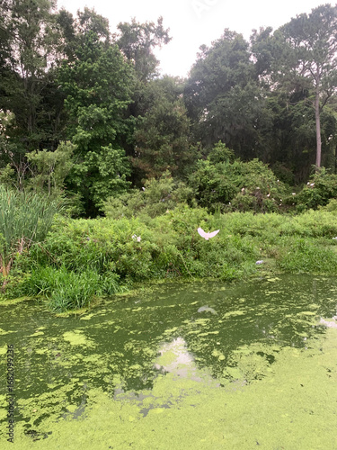bird in flight in the woods