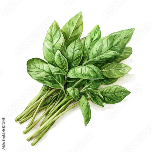 watercolor of Fresh Herbs Spring Bunch, vector, isolated on a white background.