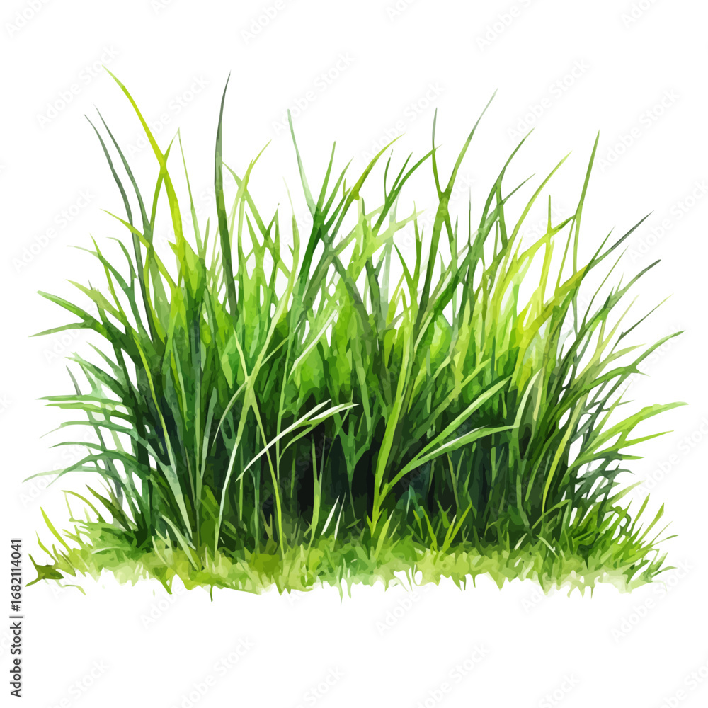 Obraz premium Fresh Grass, watercolor vector, isolated on a white background.