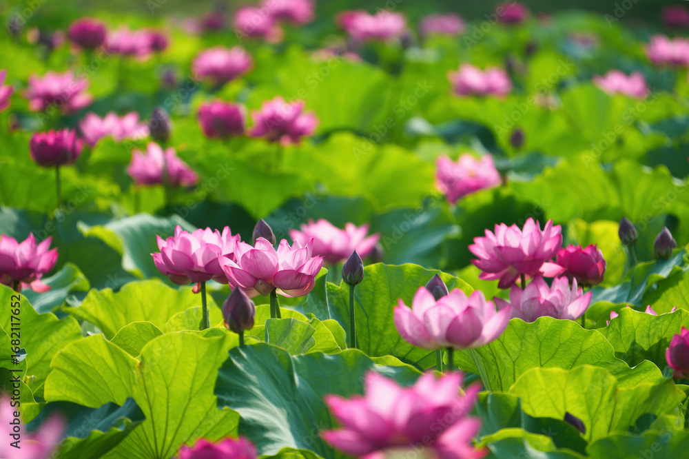 Obraz premium 幻想的に輝く蓮の花