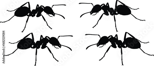 Silhouette ants in side profile, black vector illustration, insect anatomy, entomology concept, 2x2 grid layout, clean white background