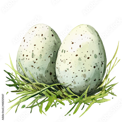 Easter Eggs Green Grass, watercolor painting vector, isolated on a white background.