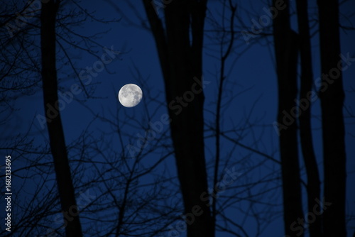 Canvas-taulu December Moon through the Trees