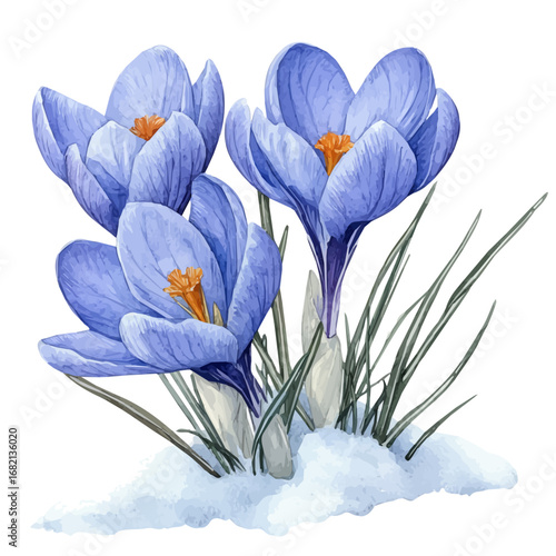 watercolor of Crocus Flowers Melting Snow, vector, isolated on a white background.