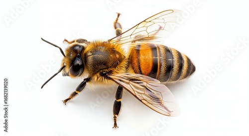 Wallpaper Mural Close-up of a Honeybee on White Background, Detailed Insect Macro Photography, Nature Stock Photo Torontodigital.ca
