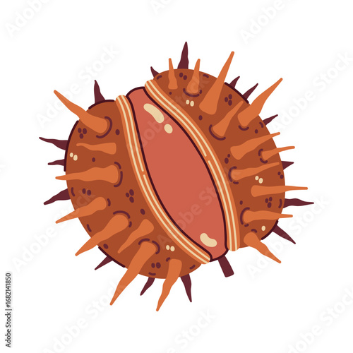 Horse chestnut vector illustration. Ripe seasonal nut in cracked prickly shell. Fruit of wild plant, conker seed. Clip art for Thanksgiving day, botanical design, autumn decorations. Hand drawn doodle