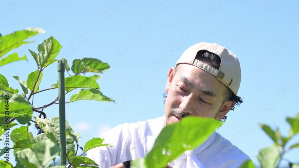 畑で野菜を収穫する愛でる男性 農家や農業で働くする人のイメージの動画