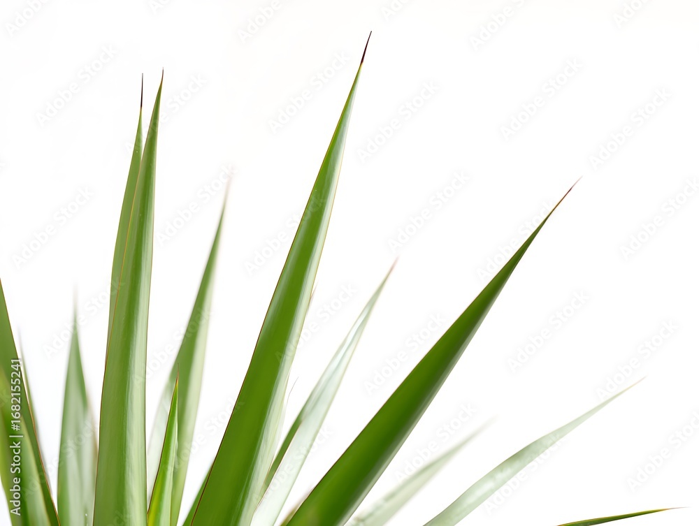 Obraz premium vibrant green leaves with pointed tips create an exotic botanical display against white