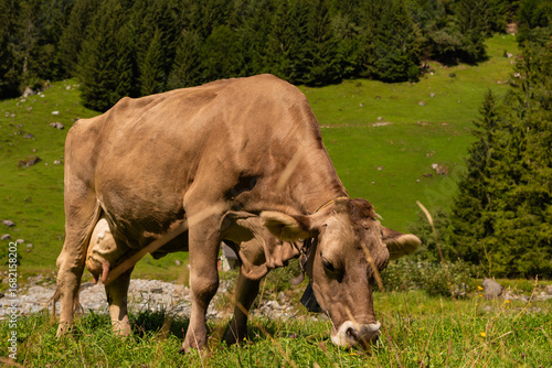 Foto Cows on farmland