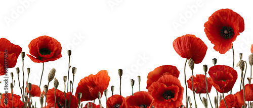 Red poppies in a field against a black background