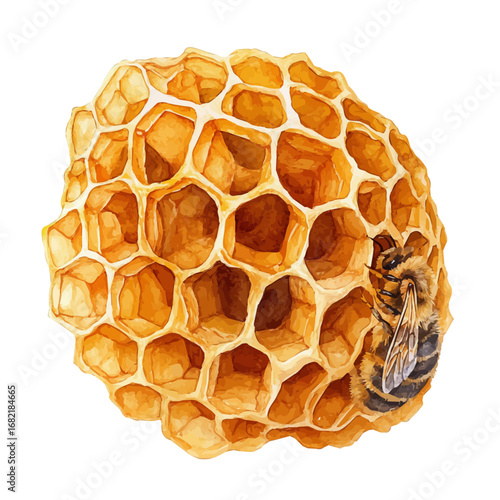 Beehive, watercolor painting vector, isolated on a white background.