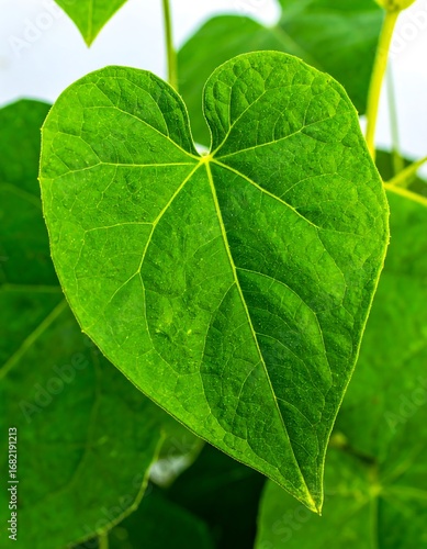 Wallpaper Mural Heart-shaped green leaf close-up Torontodigital.ca