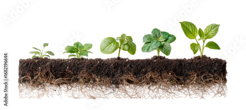 Row of seedlings growing in soil.  Small plants with progressively larger leaves are sprouting from the soil.  Visible roots extend beneath the soil surface