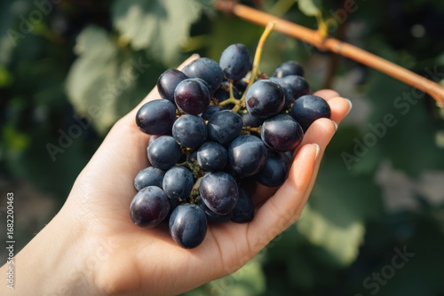 A hand holds a cluster of dark grapes near a vine with green leaves in the background