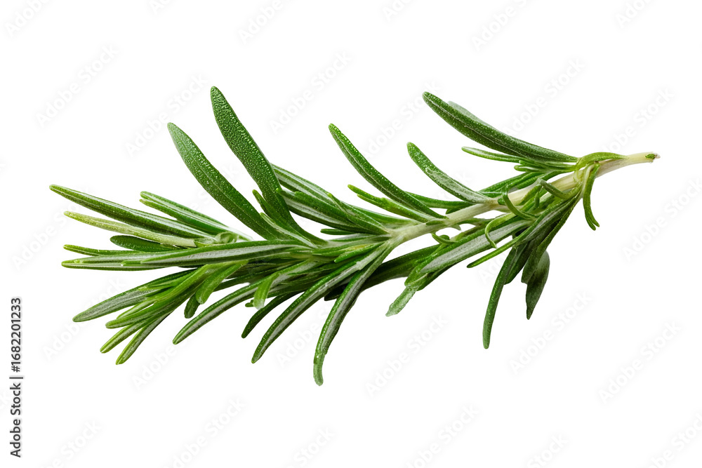 Fototapeta premium Fresh green rosemary herb sprig, perfect for culinary and DIY purposes, showcasing vibrant and aromatic foliage.