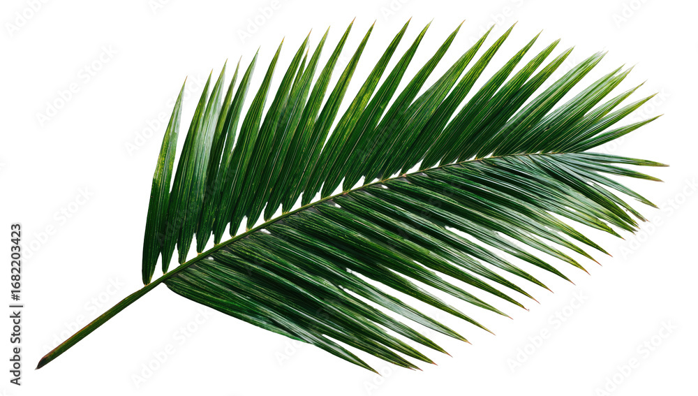 Obraz premium Close-up of a vibrant green palm frond