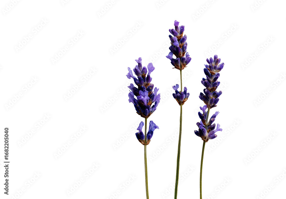 Obraz premium Close-up of three lavender sprigs against a black backdrop. Deep purple flowers clustered at the top of stems, with light green stems