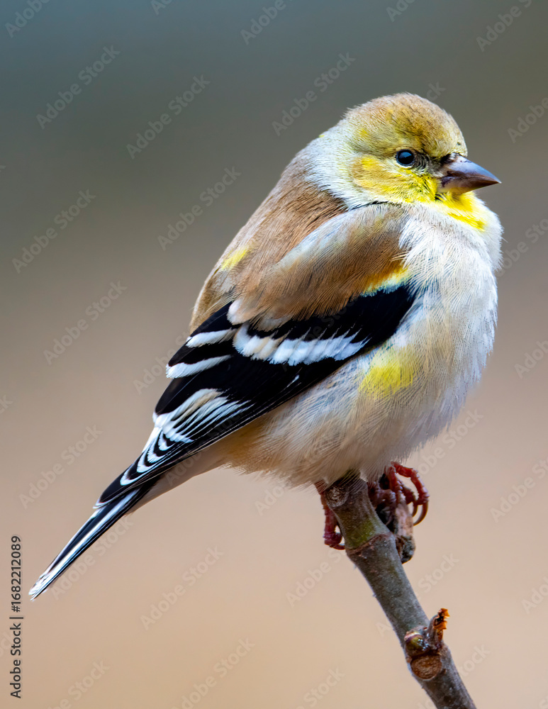 Fototapeta premium blue tit on branch