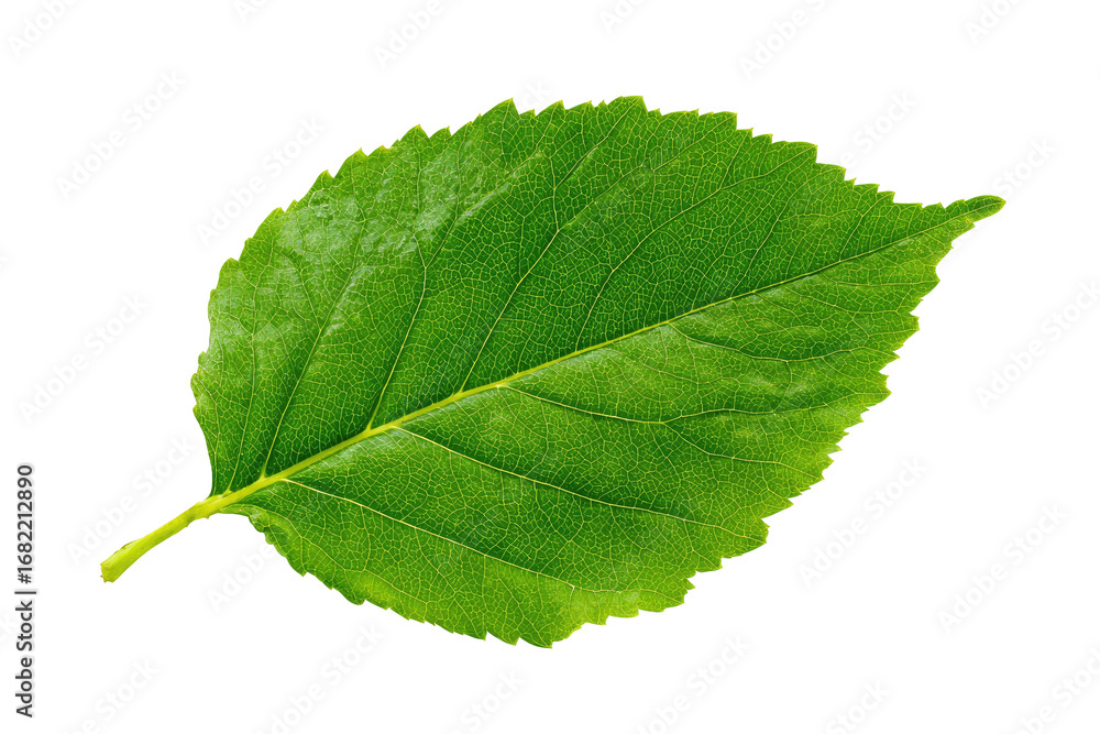 Fototapeta premium Close-up of a vibrant green leaf