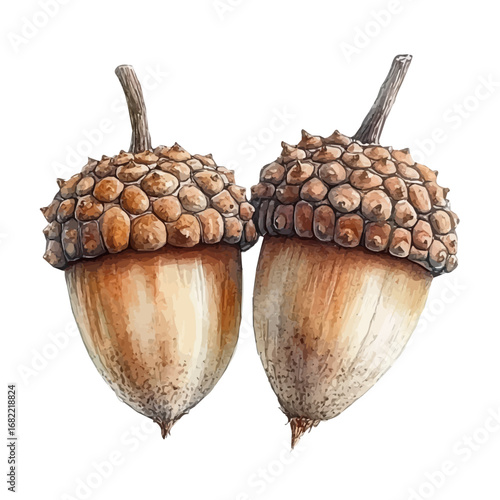 Acorns, watercolor drawing vector, isolated on a white background.