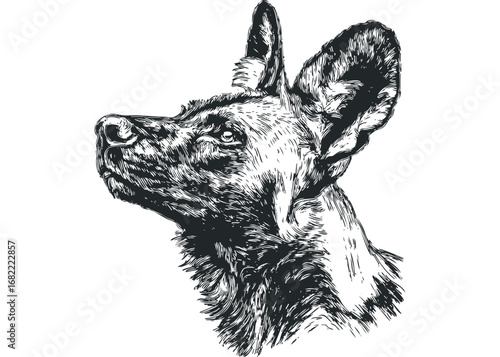 African Wild Dog Head Portrait Sketch on White Transparent Background. Vector hand drawn illustration