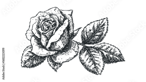 Detailed Sketch of a Blooming Rose Flower with Leaves on Transparent Background. Vector hand drawn illustration